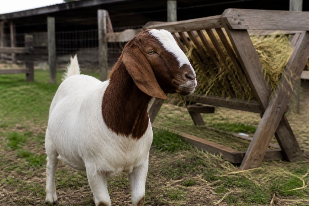A healthy goat standing beside a clean hay feeder